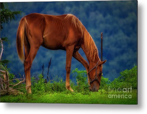 Horse Metal Print featuring the photograph Northeast Tennessee Farm Country by Shelia Hunt