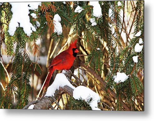 Northern Red Cardinal Metal Print featuring the photograph Northern Cardinal In Winter by Debbie Oppermann