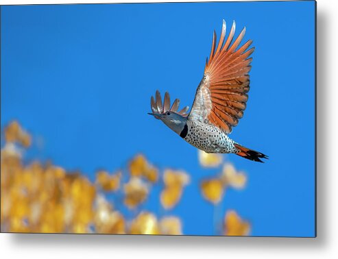 Flying Metal Print featuring the photograph Northern Flicker by Rick Mosher