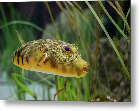 Pufferfish Metal Print featuring the photograph Northern Pufferfish by Linda Howes
