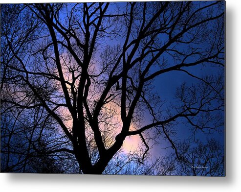 Tree Metal Print featuring the photograph November Sky by Mary Walchuck