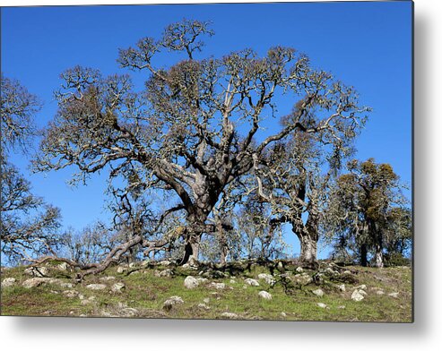 Tree Metal Print featuring the photograph Oak Tree and Rocks by Rick Pisio