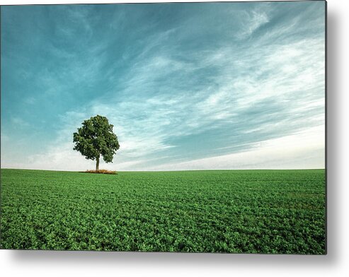 Tree Metal Print featuring the photograph Oasis by Todd Klassy