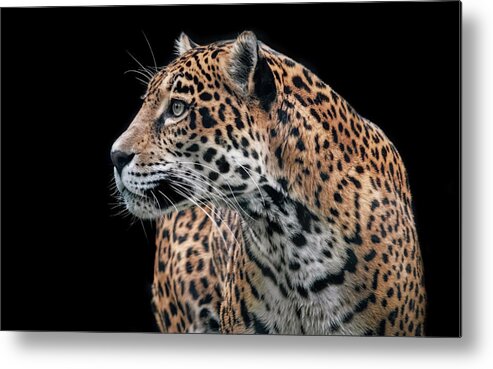 Cats Metal Print featuring the photograph Observant Jaguar by Elaine Malott