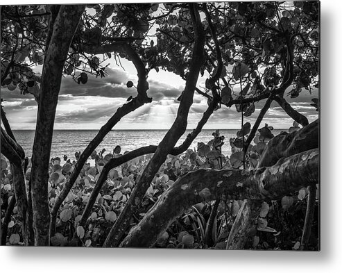 Beach Metal Print featuring the photograph Ocean View Through Seagrape Trees BW by Laura Fasulo