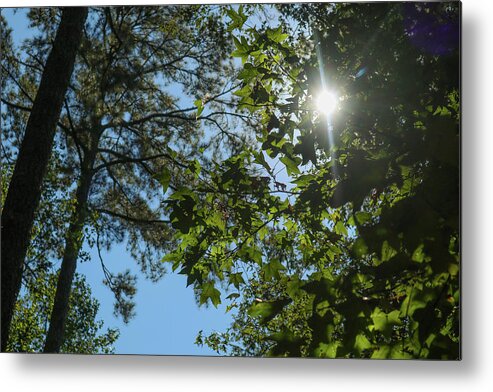 Forest Metal Print featuring the photograph Ocmulgee Forest Skies by Ed Williams