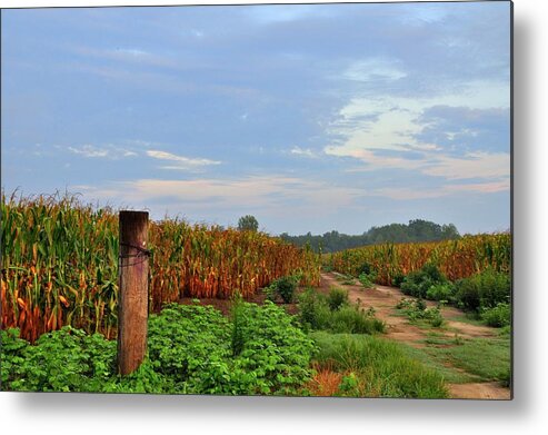 Corn Metal Print featuring the photograph Office View - Tractor Cab Style by Eric Towell