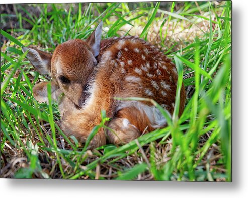 Deer Metal Print featuring the photograph Oh Deer - newborn fawn curled up in the grass by Peter Herman