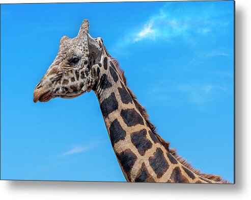  Metal Print featuring the photograph Old Giraffe by Al Judge