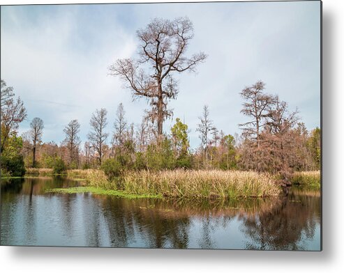 Alligator Metal Print featuring the photograph Old Santee Canal Park 7 by Cindy Robinson