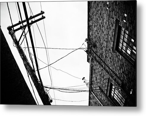 Black And White Metal Print featuring the photograph On A Wire by Carmen Kern