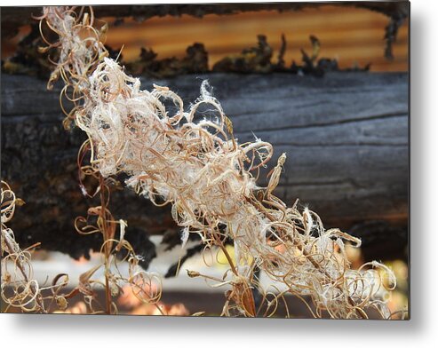 Fireweed Metal Print featuring the photograph On Fire by Nicola Finch