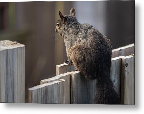 No People Metal Print featuring the photograph On the fence by SAURAVphoto Online Store