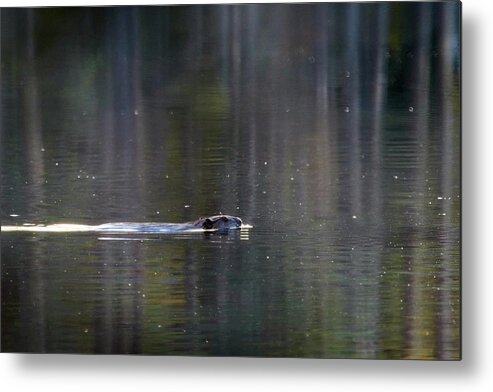 Finland Metal Print featuring the photograph On the morning swim. Beaver by Jouko Lehto