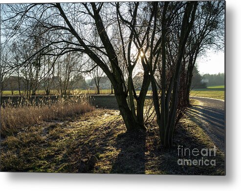 Tree Metal Print featuring the photograph On the way through the sleeping nature 2 by Adriana Mueller