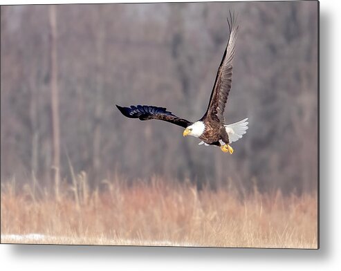 Eagle Metal Print featuring the photograph On the Wing by Rod Best