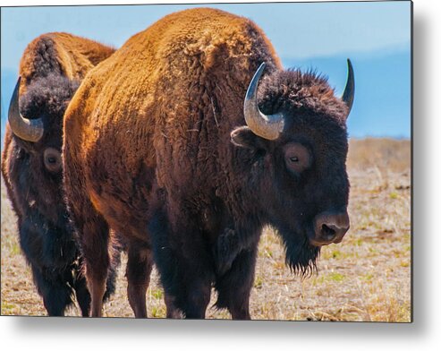Agriculture Metal Print featuring the photograph Bison in Field in the Daytime by Tom Potter