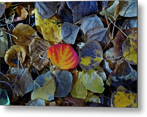 Leaves Metal Print featuring the photograph One Leaf by Jeremy Rhoades