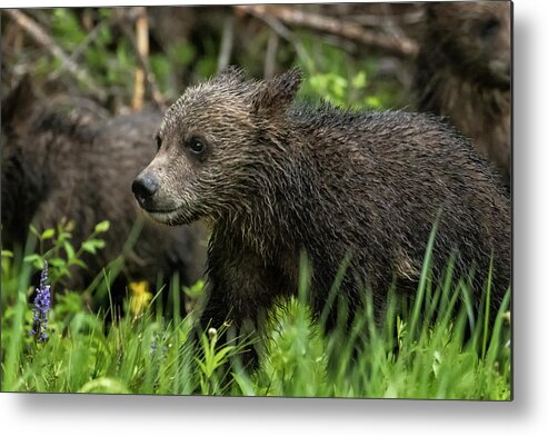 Grizzly Bear Metal Print featuring the photograph One Wet Little Bear Cub - Grizzly 399's Cub by Belinda Greb