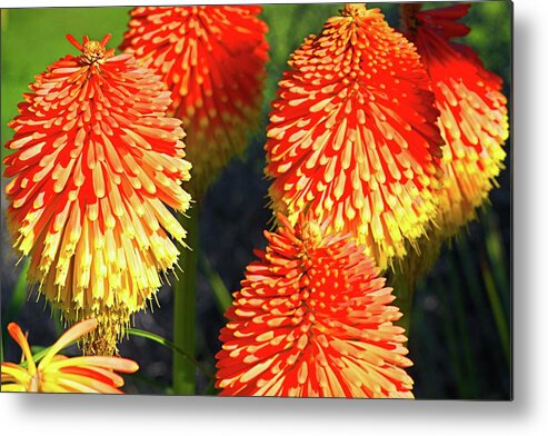 Blooming Metal Print featuring the photograph Orange And Yellow Blossoms by David Desautel