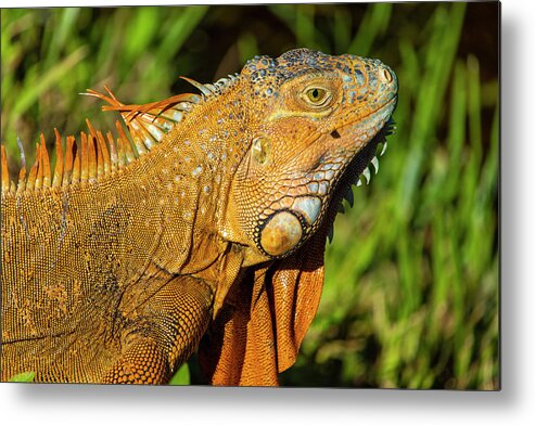 Iguana Metal Print featuring the photograph Orange Iguana by Blair Damson