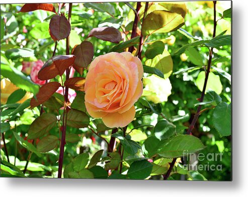 Yellow Metal Print featuring the photograph Orange Yellow sheded rose by Amazing Action Photo Video