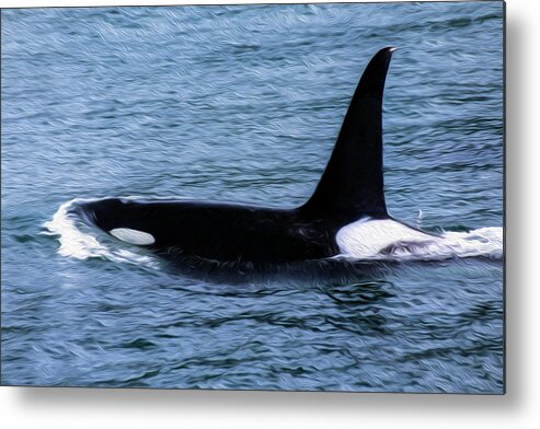 Whale Metal Print featuring the photograph Orca 26A by Sally Fuller