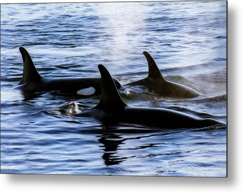 Whale Metal Print featuring the photograph Orca 2B by Sally Fuller