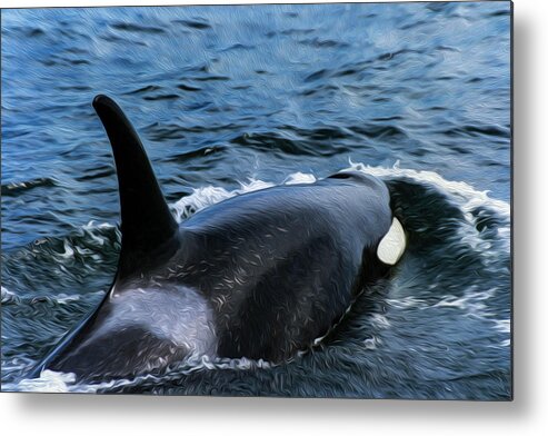Whale Metal Print featuring the photograph Orca 30A by Sally Fuller