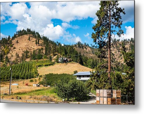 Orchard Apple Crates And Lone Pine Metal Print featuring the photograph Orchard Apple Crates and Lone Pine by Tom Cochran