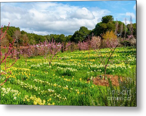 Orchard Metal Print featuring the photograph Orchard Daffodils, 1 by Glenn Franco Simmons