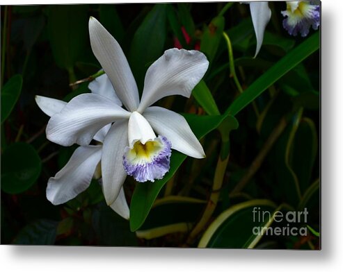 Amethystella Orchid Photograph Metal Print featuring the photograph Orchid Bloom in the Darkness by Expressions By Stephanie