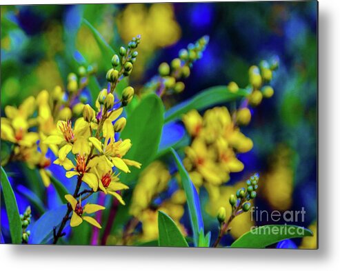 Orchids Metal Print featuring the photograph Orchid Garden by D Davila