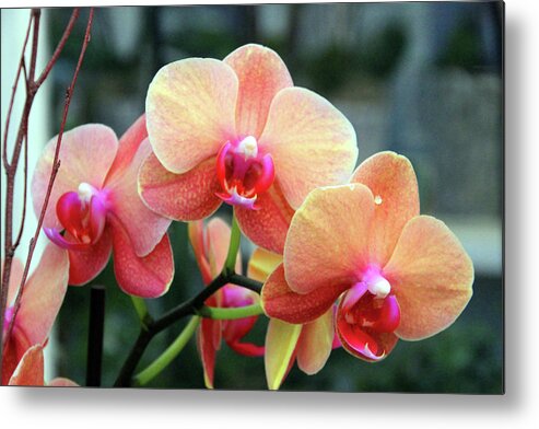 Orchid Metal Print featuring the photograph Orchid Peach by Carolyn Stagger Cokley