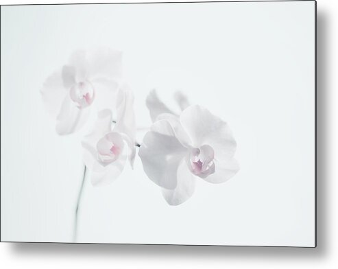 Orchids Metal Print featuring the photograph Orchids by Marianna Mills