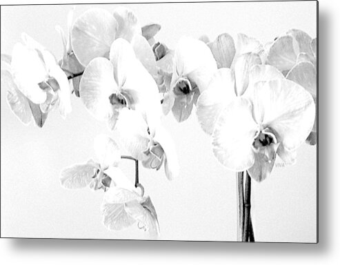 Orchids Metal Print featuring the photograph ORCHIDS MostlyWhite by VIVA Anderson