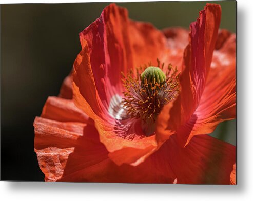 Angiosperms Metal Print featuring the photograph Oriental Poppy Crimson by Robert Potts