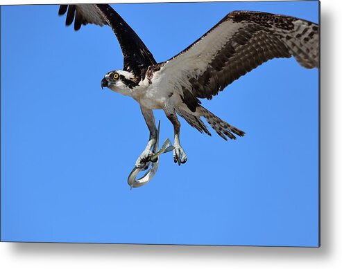 Osprey Metal Print featuring the photograph Osprey and Needle Fish 1 by Mingming Jiang