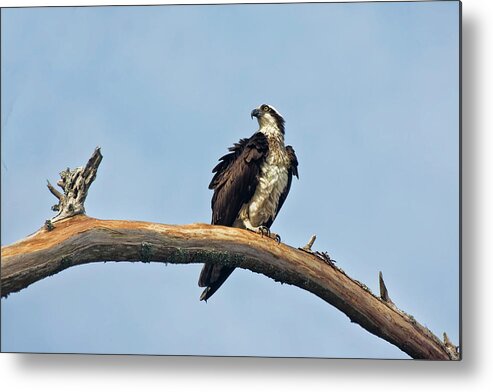 Osprey Metal Print featuring the photograph Osprey Perched Above White Oak River in the Croatan by Bob Decker