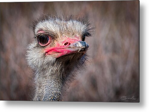 Ostrich Out Of Africa Fstop101 Metal Print featuring the photograph Ostrich by Geno Lee