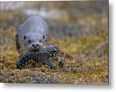 Eurasian Metal Print featuring the photograph Otter Bringing Ashore A Lobster by Pete Walkden