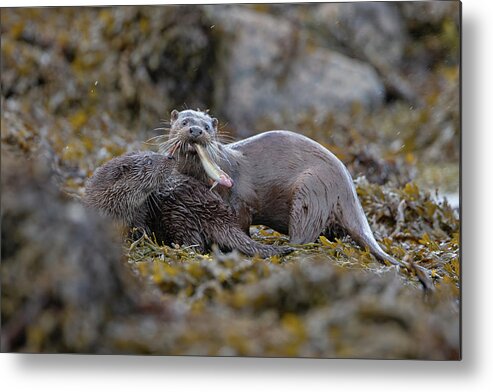 Otter Metal Print featuring the photograph Otters With Prey by Pete Walkden