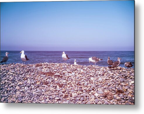 Carlsbad Metal Print featuring the photograph Our Morning Chat in Carlsbad by Joseph S Giacalone