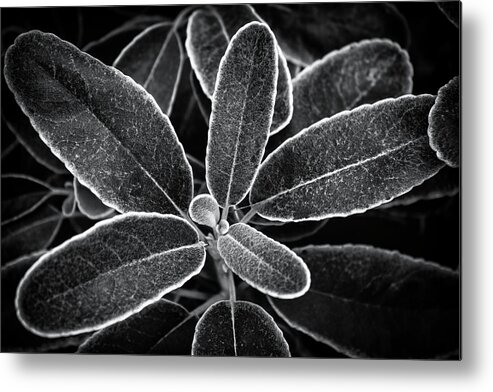 Plant Metal Print featuring the photograph Outlined Black and White by Gary Geddes