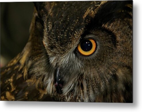 Animal Metal Print featuring the photograph Owl Be Seeing You by Melissa Southern