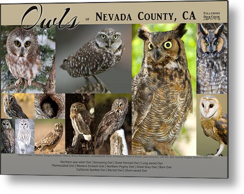 Owl Metal Print featuring the digital art Owls of Nevada County California by Lisa Redfern