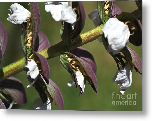 Oyster Plant Metal Print featuring the photograph Oyster Plant In Bloom by Joy Watson