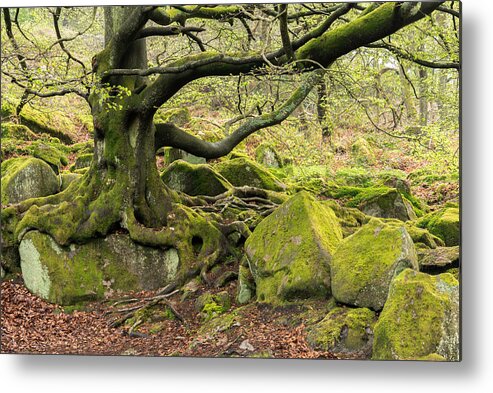 Peak District Metal Print featuring the photograph Padley Woods, The Peak District, England by Sarah Howard