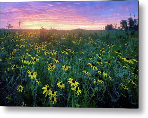 Conservation Area Metal Print featuring the photograph Paintbrush Prairie IV by Robert Charity