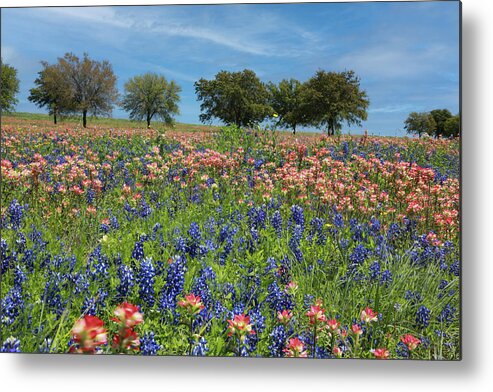 Flower Metal Print featuring the photograph Paintbrushes and Bluebonnets by Steve Templeton